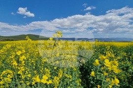 Сливен - земеделски площи - рапица