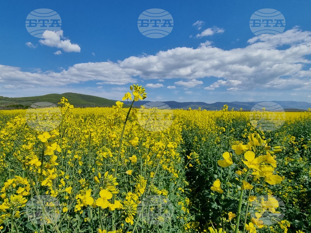 Сливен - земеделски площи - рапица
