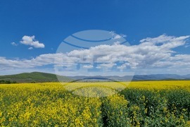 Сливен - земеделски площи - рапица