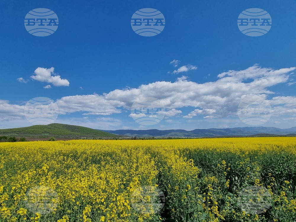 Сливен - земеделски площи - рапица