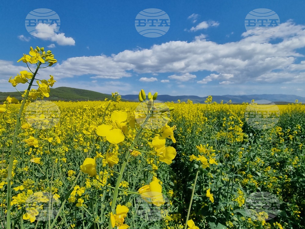Сливен - земеделски площи - рапица