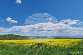 Сливен - земеделски площи - рапица