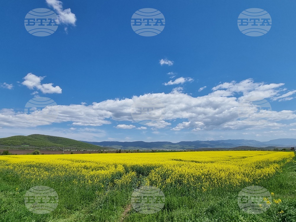 Сливен - земеделски площи - рапица