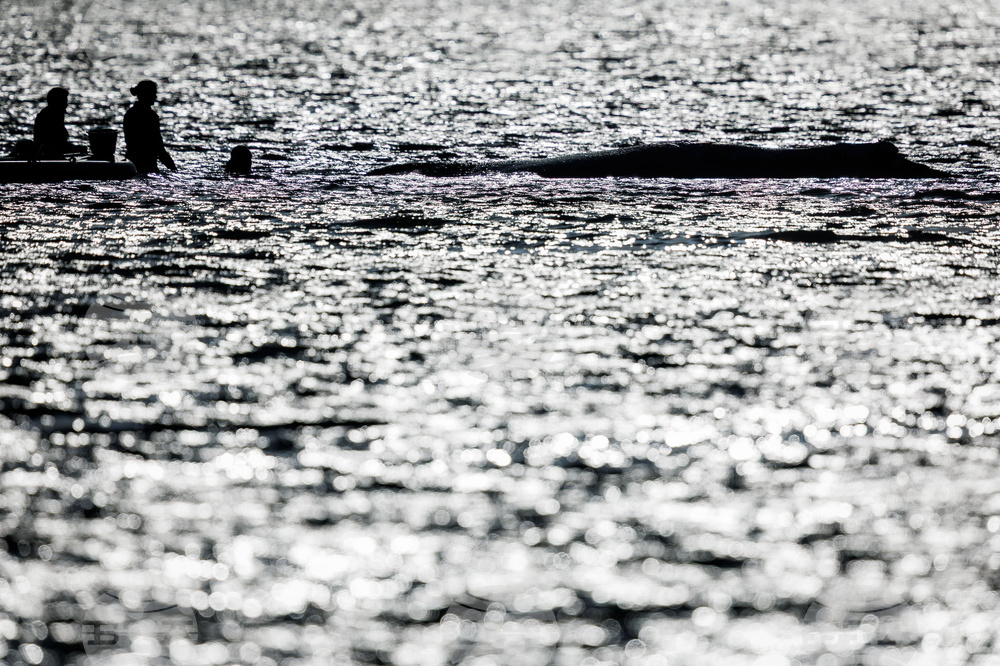 Germany Whale Rescue