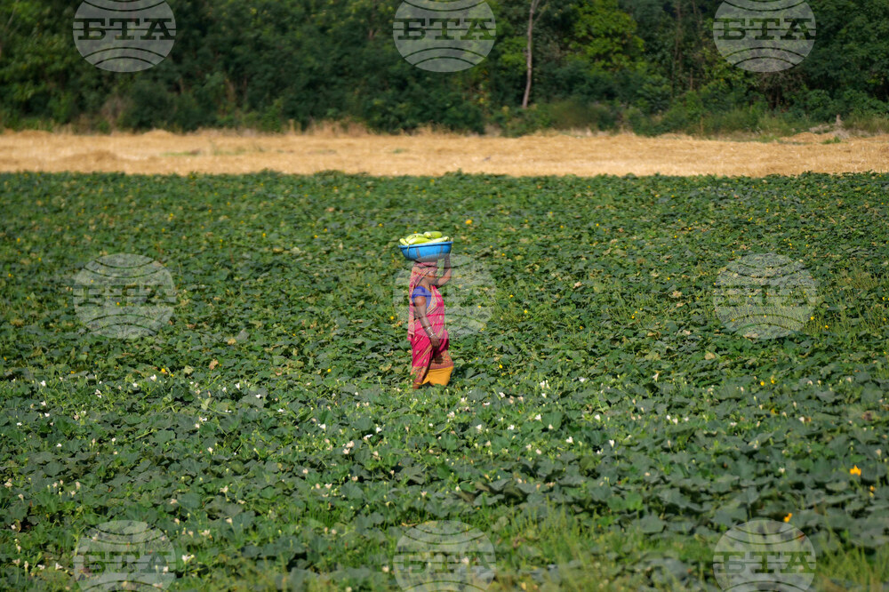 India Agriculture