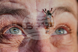Germany Cockchafers