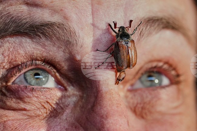Germany Cockchafers