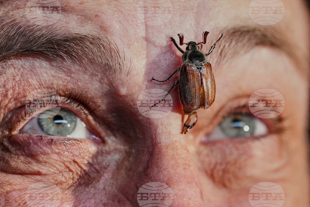 Germany Cockchafers
