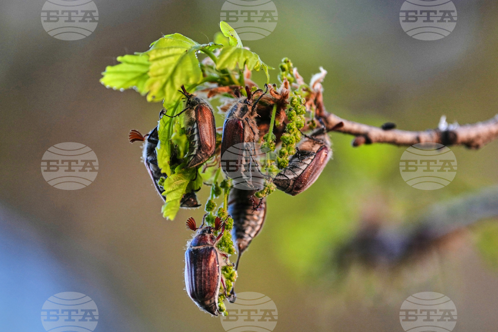Germany Cockchafers