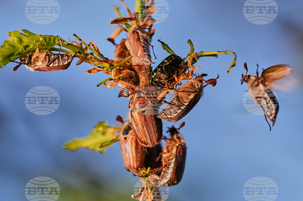 Germany Cockchafers
