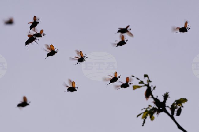 APTOPIX Germany Cockchafers