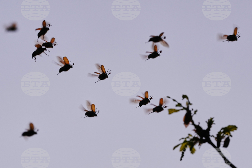 APTOPIX Germany Cockchafers