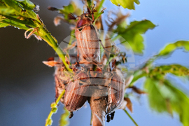Germany Cockchafers