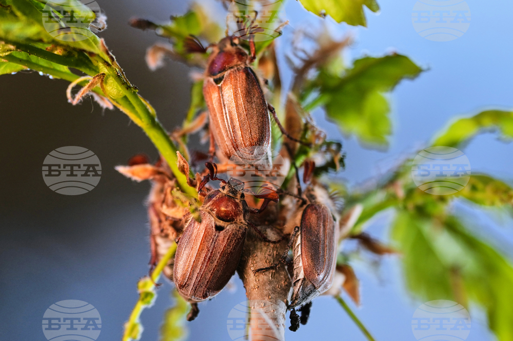 Germany Cockchafers