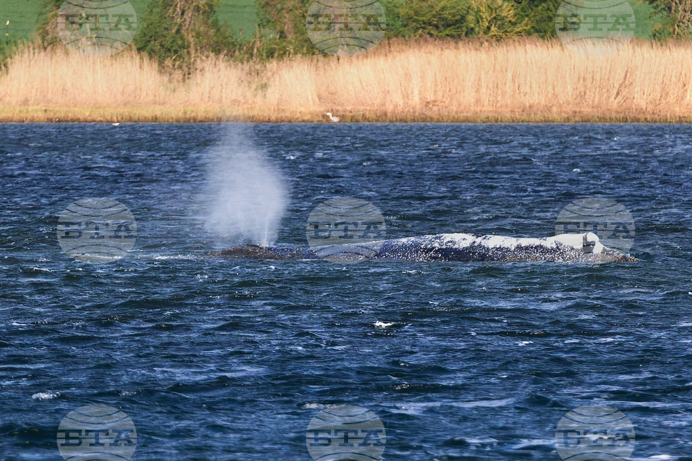 Germany Whale Rescue