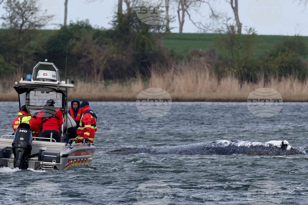 Germany Whale Rescue