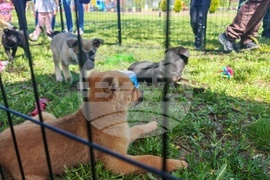 Севлиево - фестивал - „Семе Българско“