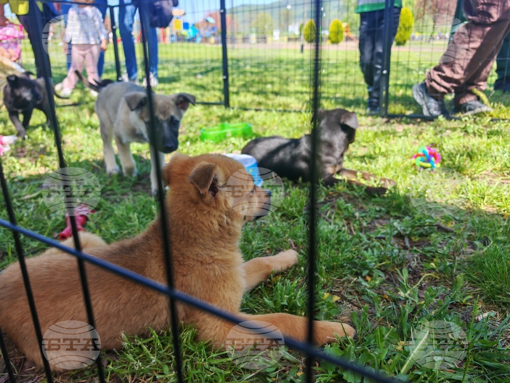 Севлиево - фестивал - „Семе Българско“