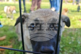 Севлиево - фестивал - „Семе Българско“