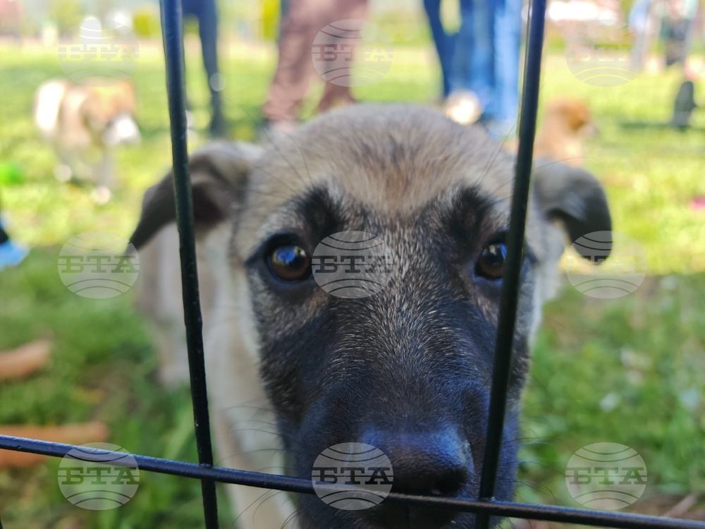 Севлиево - фестивал - „Семе Българско“