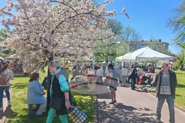 Севлиево - фестивал - „Семе Българско“