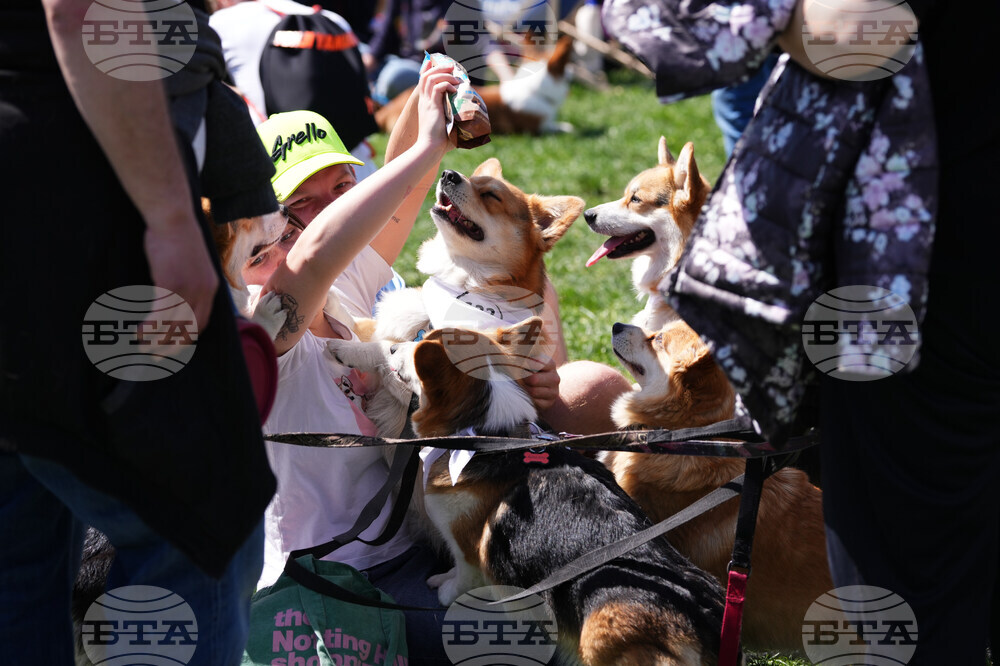 Czech Republic Corgi Run
