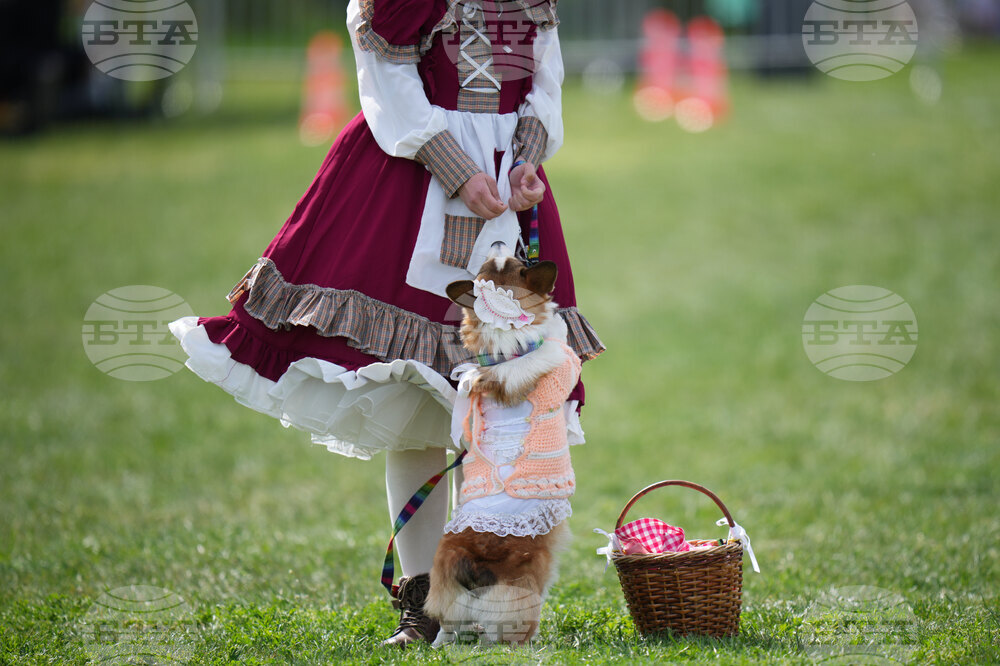 Czech Republic Corgi Run