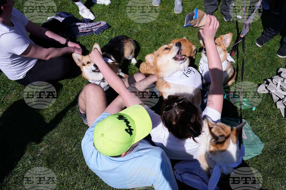 Czech Republic Corgi Run