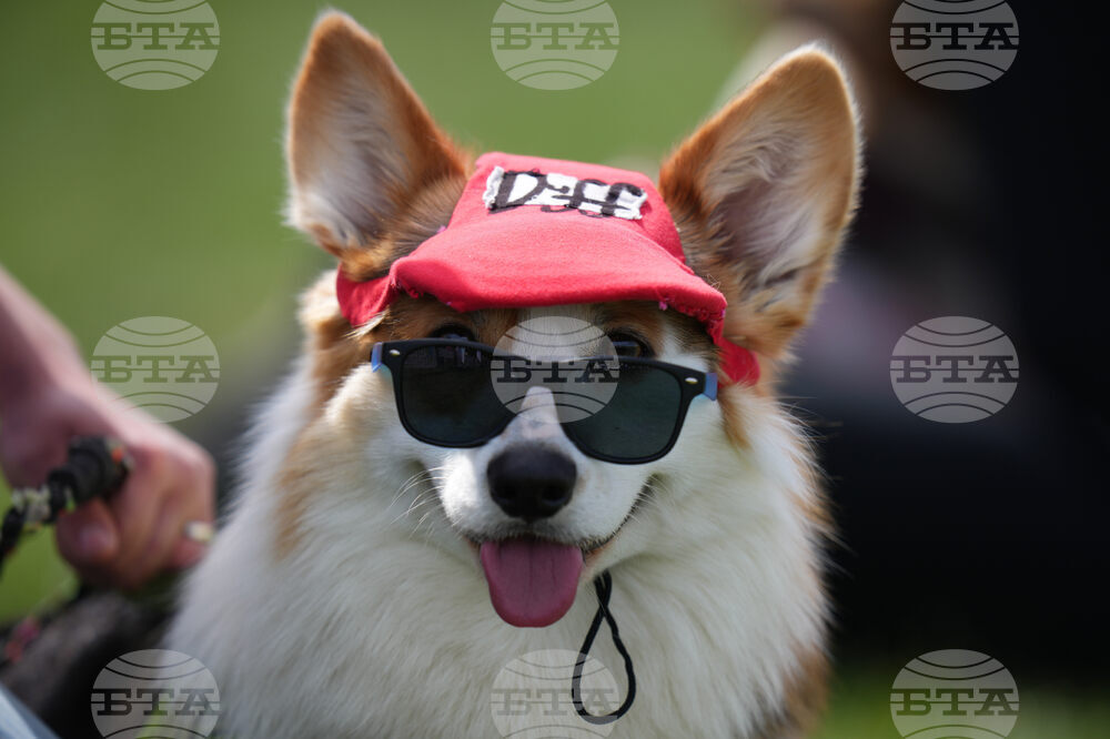 Czech Republic Corgi Run