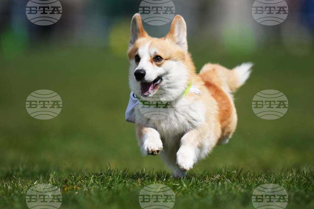 Czech Republic Corgi Run