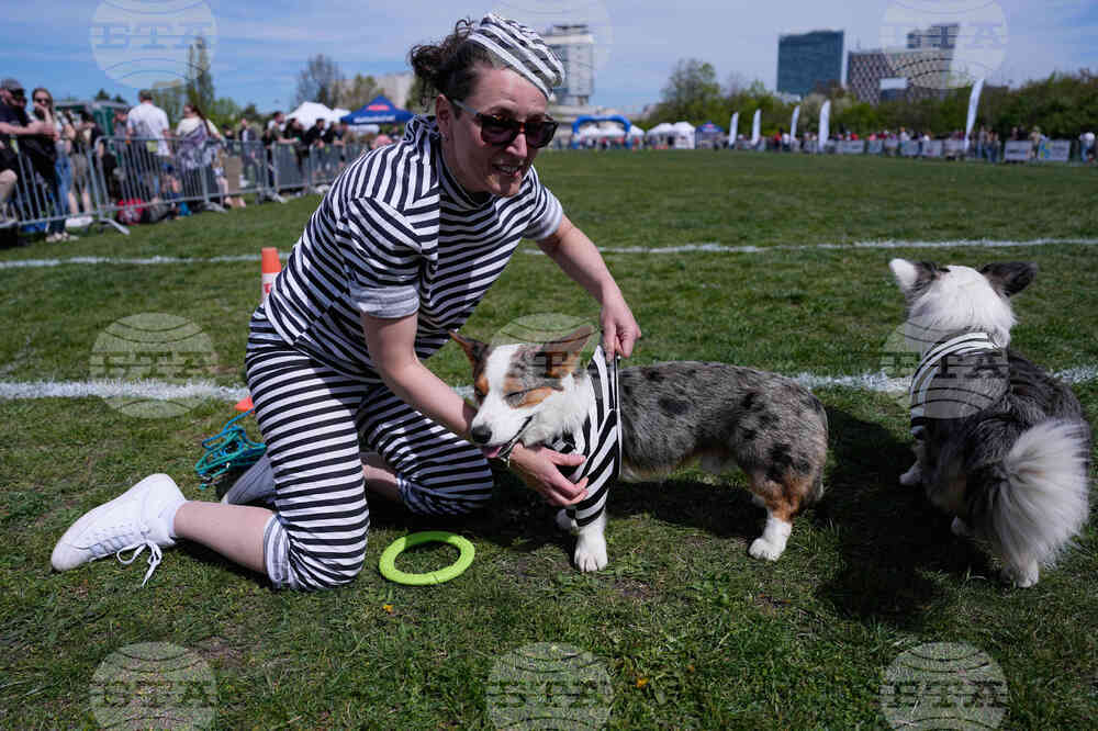 Czech Republic Corgi Run