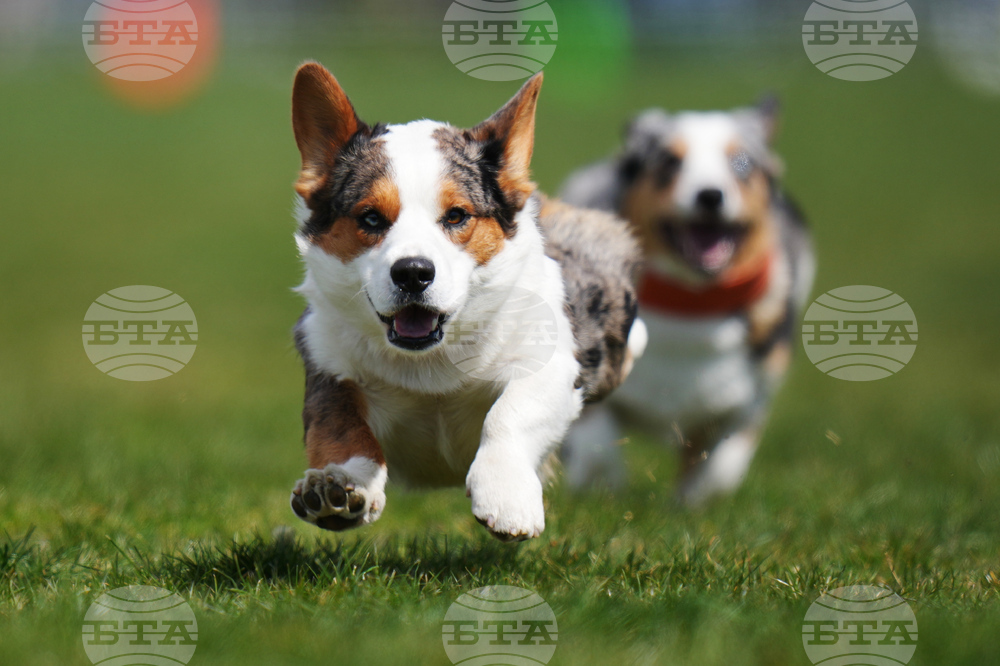 Czech Republic Corgi Run