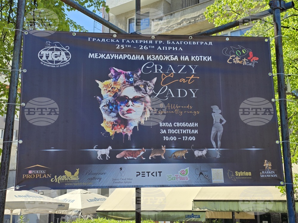 Благоевград - международна изложба на котки