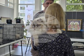 Благоевград - международна изложба на котки