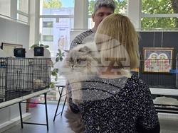 Благоевград - международна изложба на котки