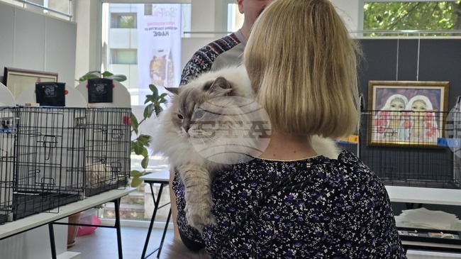 Международна изложба на котки бе открита в Благоевград