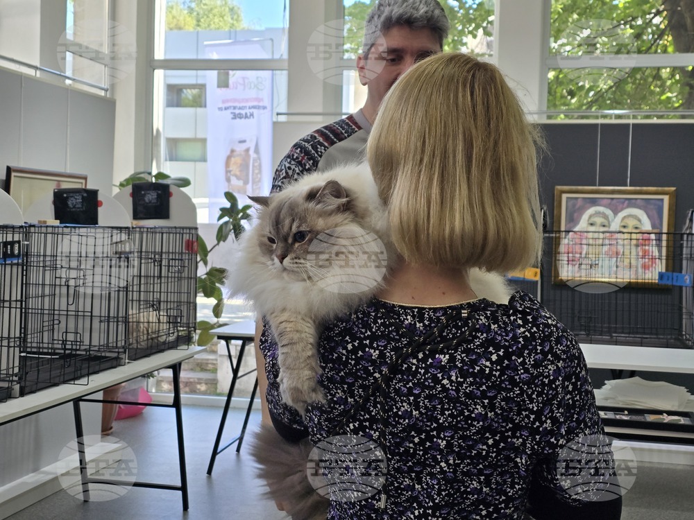 Cat Show Brings Exotic Breeds to Blagoevgrad