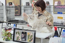 Благоевград - международна изложба на котки