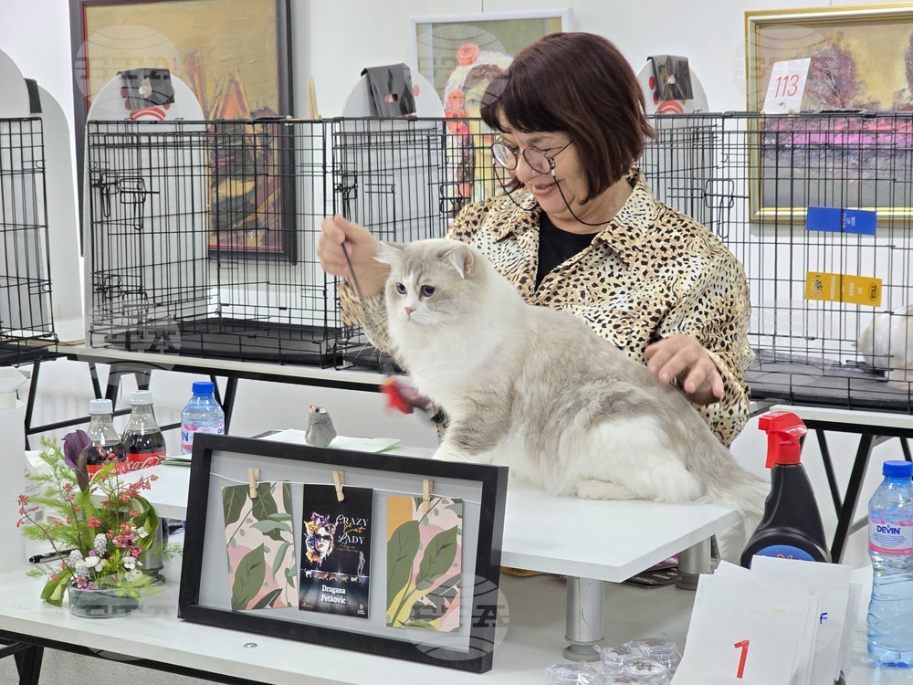 Благоевград - международна изложба на котки