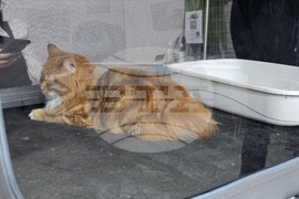 Благоевград - международна изложба на котки