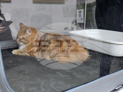 Благоевград - международна изложба на котки