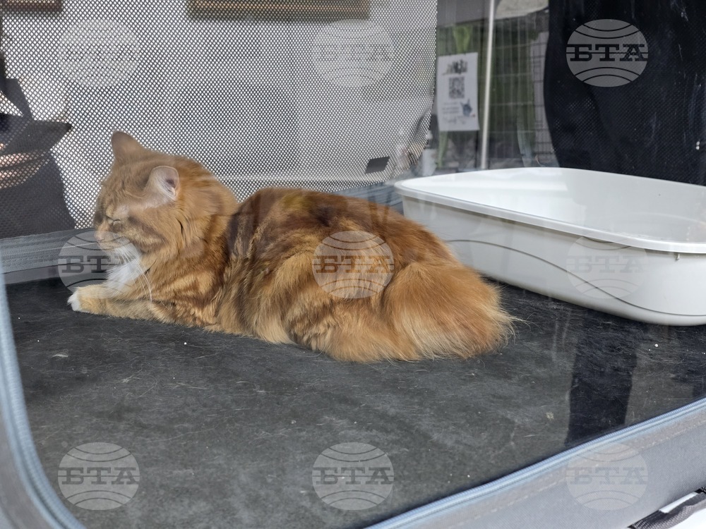 Благоевград - международна изложба на котки