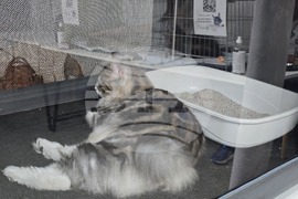 Благоевград - международна изложба на котки