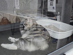 Благоевград - международна изложба на котки