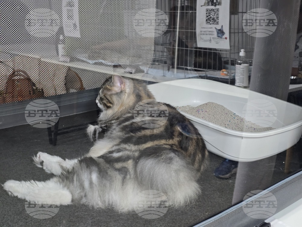 Благоевград - международна изложба на котки