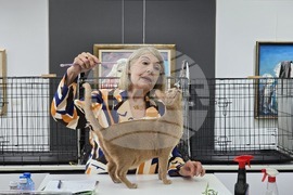 Благоевград - международна изложба на котки