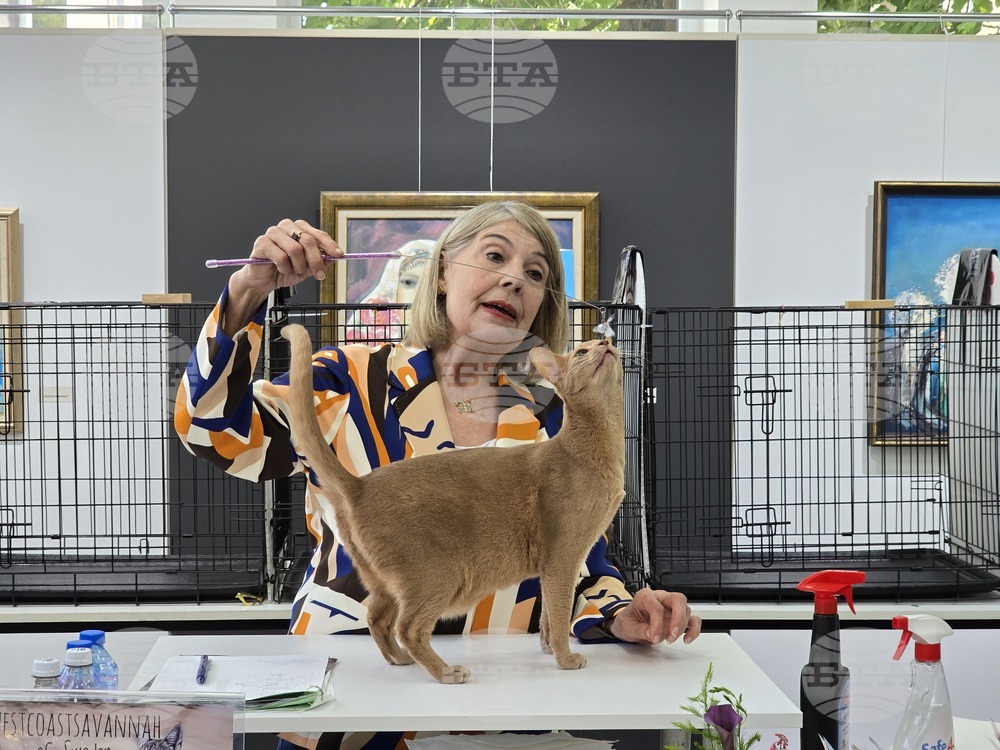 Благоевград - международна изложба на котки