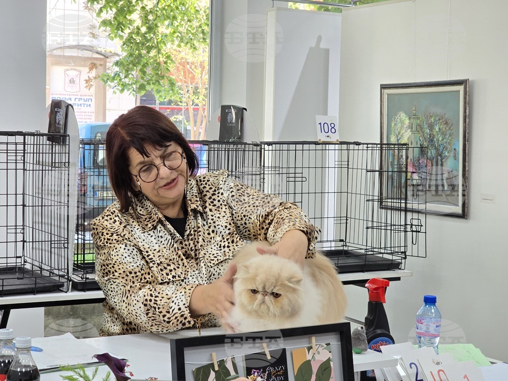 Благоевград - международна изложба на котки