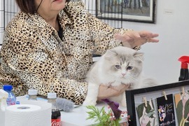 Благоевград - международна изложба на котки