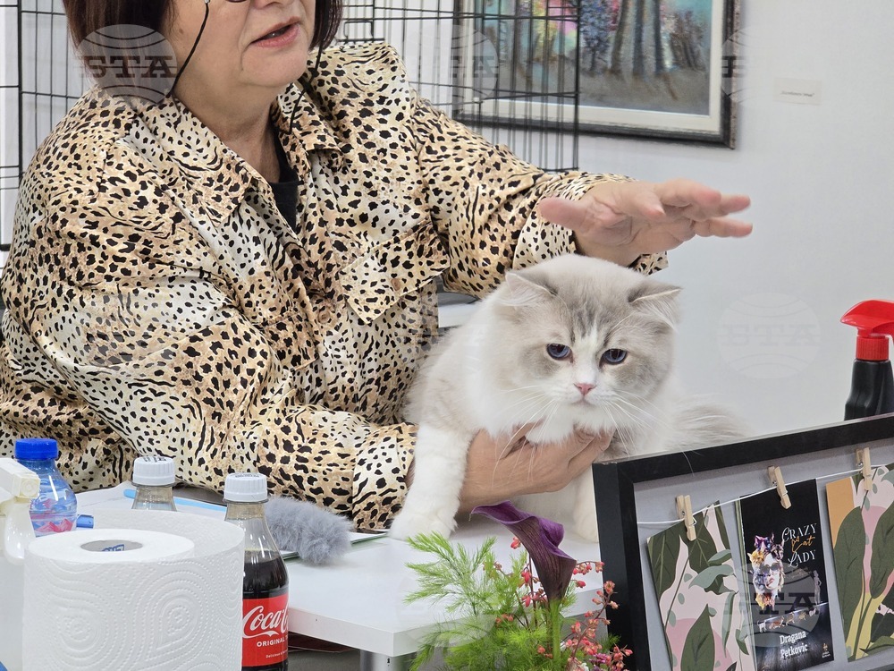 Благоевград - международна изложба на котки